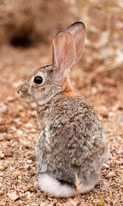 Preview wallpaper rabbit, ears, profile, fluffy