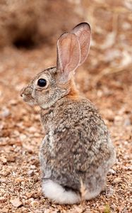 Preview wallpaper rabbit, ears, profile, fluffy
