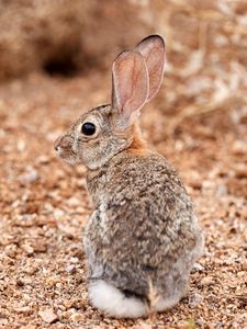 Preview wallpaper rabbit, ears, profile, fluffy