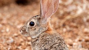 Preview wallpaper rabbit, ears, profile, fluffy