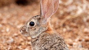 Preview wallpaper rabbit, ears, profile, fluffy