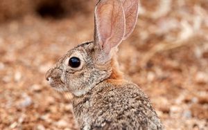 Preview wallpaper rabbit, ears, profile, fluffy