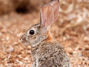 Preview wallpaper rabbit, ears, profile, fluffy