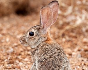 Preview wallpaper rabbit, ears, profile, fluffy