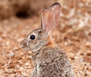 Preview wallpaper rabbit, ears, profile, fluffy