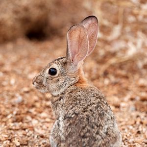 Preview wallpaper rabbit, ears, profile, fluffy