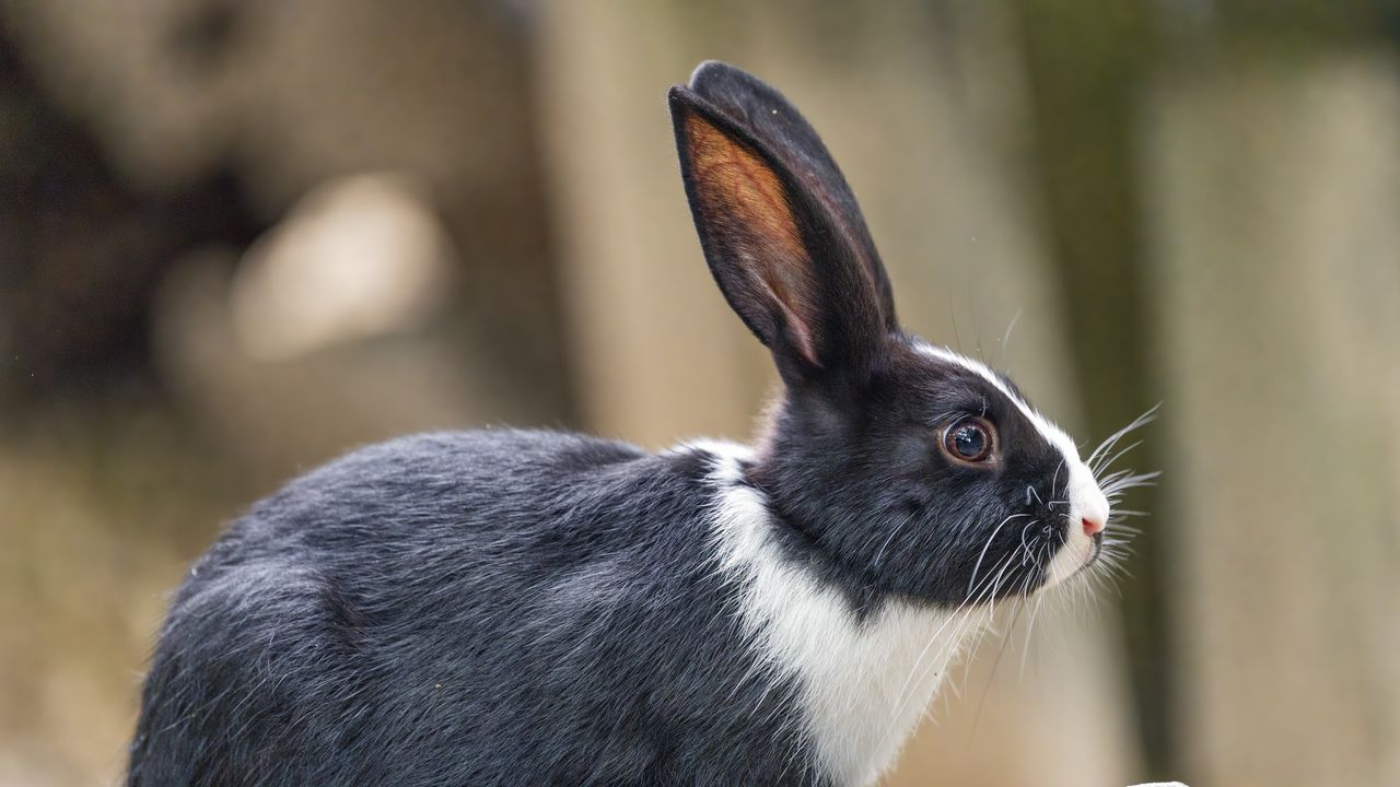 Wallpaper rabbit, ears, stone, animal