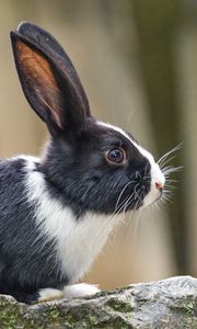 Preview wallpaper rabbit, ears, stone, animal