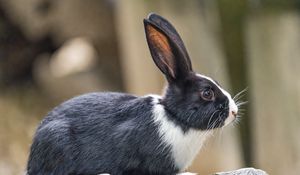 Preview wallpaper rabbit, ears, stone, animal