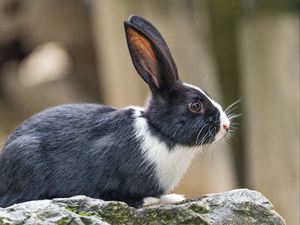 Preview wallpaper rabbit, ears, stone, animal