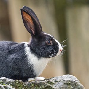 Preview wallpaper rabbit, ears, stone, animal