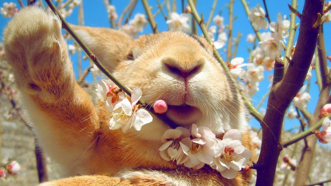 Wallpaper rabbit, face, flowers, spring
