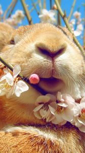 Preview wallpaper rabbit, face, flowers, spring