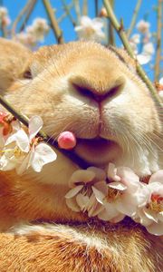 Preview wallpaper rabbit, face, flowers, spring