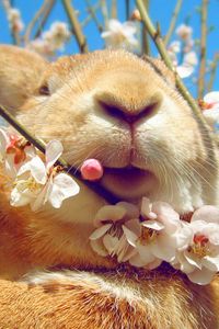 Preview wallpaper rabbit, face, flowers, spring