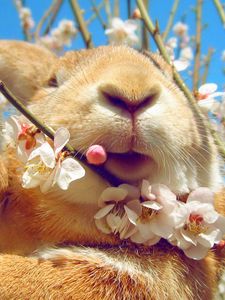 Preview wallpaper rabbit, face, flowers, spring