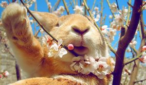 Preview wallpaper rabbit, face, flowers, spring