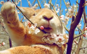 Preview wallpaper rabbit, face, flowers, spring