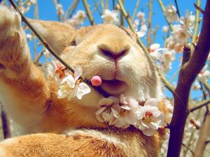 Preview wallpaper rabbit, face, flowers, spring