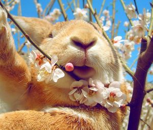 Preview wallpaper rabbit, face, flowers, spring