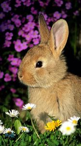 Preview wallpaper rabbit, flowers, baby, shade, grass