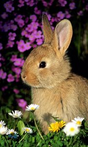 Preview wallpaper rabbit, flowers, baby, shade, grass