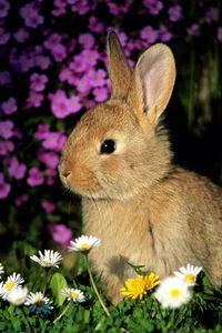Preview wallpaper rabbit, flowers, baby, shade, grass
