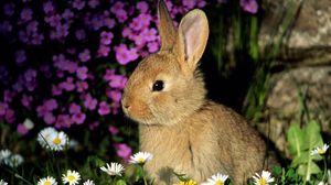 Preview wallpaper rabbit, flowers, baby, shade, grass