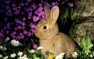 Preview wallpaper rabbit, flowers, baby, shade, grass