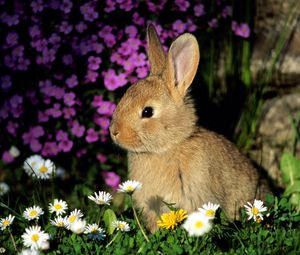 Preview wallpaper rabbit, flowers, baby, shade, grass