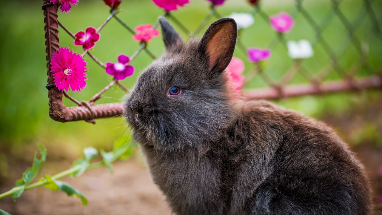 Wallpaper rabbit, fluffy, flowers