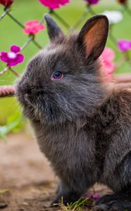 Preview wallpaper rabbit, fluffy, flowers
