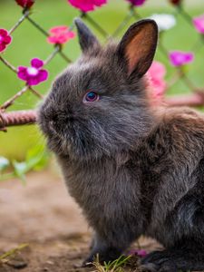 Preview wallpaper rabbit, fluffy, flowers