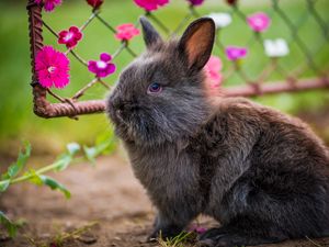 Preview wallpaper rabbit, fluffy, flowers