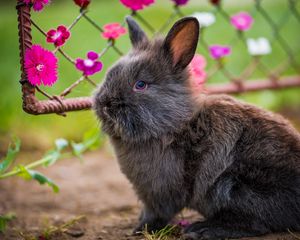 Preview wallpaper rabbit, fluffy, flowers