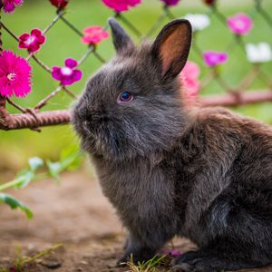 Preview wallpaper rabbit, fluffy, flowers