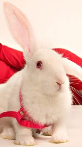 Preview wallpaper rabbit, girl, ornamental, sit