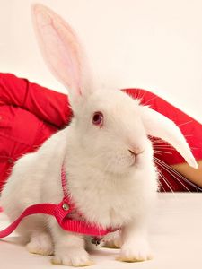 Preview wallpaper rabbit, girl, ornamental, sit