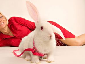 Preview wallpaper rabbit, girl, ornamental, sit