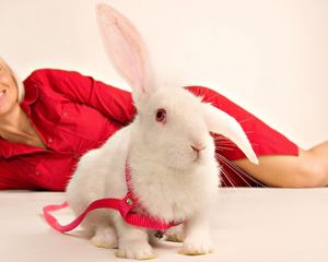 Preview wallpaper rabbit, girl, ornamental, sit