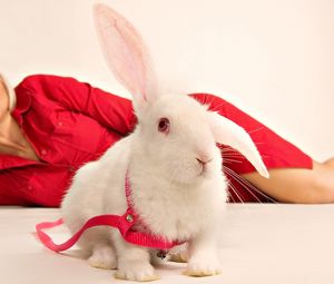 Preview wallpaper rabbit, girl, ornamental, sit