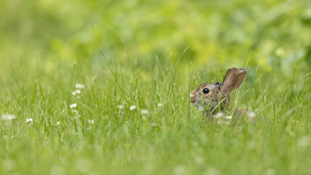 Wallpaper rabbit, grass, animal, brown