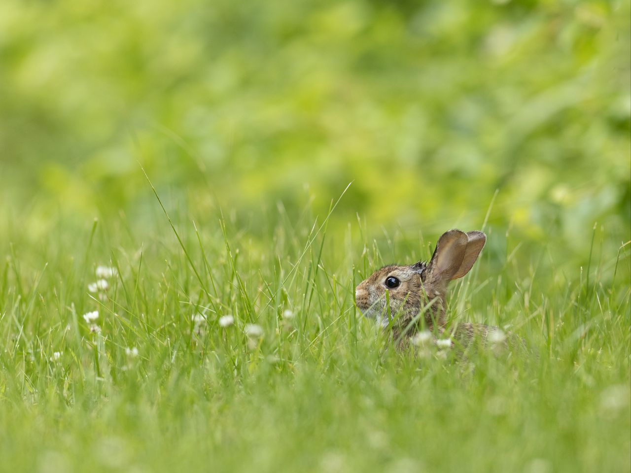 1280x960 Wallpaper rabbit, grass, animal, brown