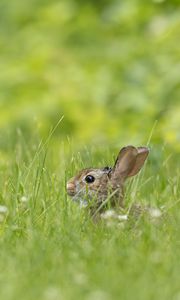 Preview wallpaper rabbit, grass, animal, brown