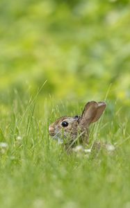 Preview wallpaper rabbit, grass, animal, brown