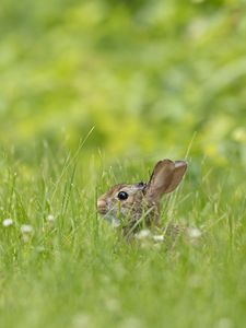 Preview wallpaper rabbit, grass, animal, brown