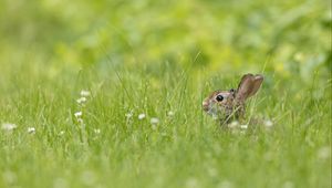 Preview wallpaper rabbit, grass, animal, brown