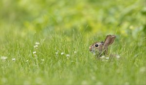 Preview wallpaper rabbit, grass, animal, brown