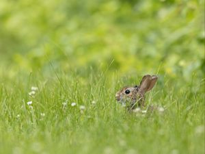 Preview wallpaper rabbit, grass, animal, brown