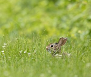 Preview wallpaper rabbit, grass, animal, brown